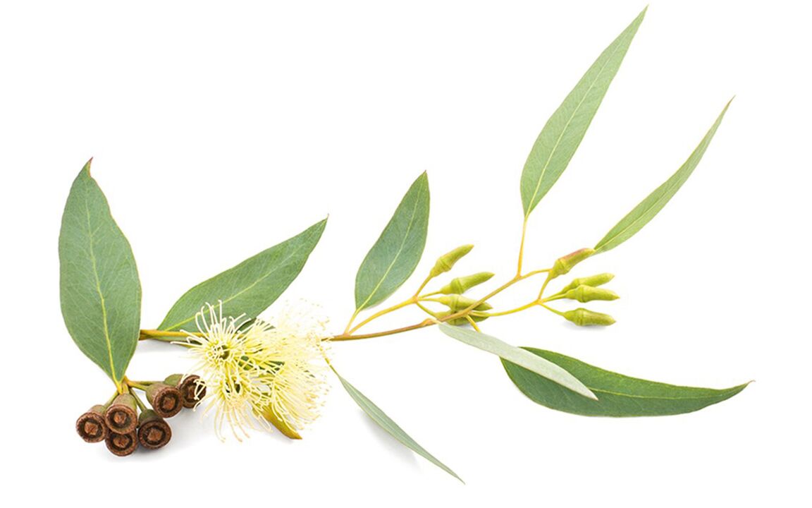 Aceite de eucalipto en hondrolife